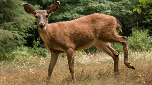 Cougar Stalks Deer